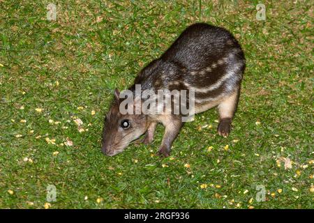 paca di pianura (Cuniculus paca) da Bosque de Paz, Costa Rica. Foto Stock