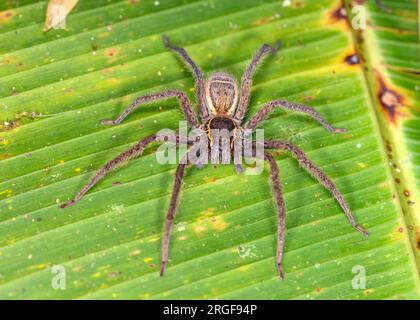 Ragno di bromeliade (Cupiennius sp.?) Da Bosque de Paz, Costa Rica. Foto Stock