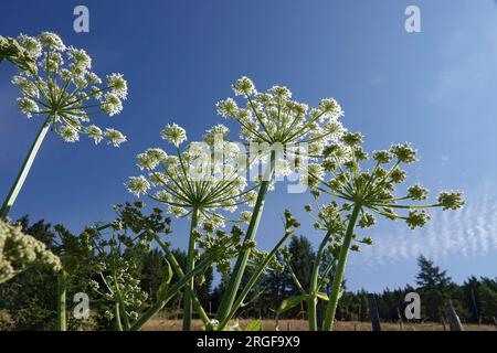 Insolito primo piano grandangolare verso l'alto sull'ombrello, fiori bianchi di pastinaca di mucca, Heracleum sphondylium, contro uno skye blu brillante Foto Stock