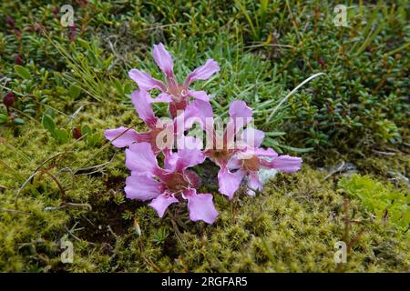 Primo piano naturale sui colorati fiori rosa dell'alveola nana, Saponaria pumila usato anche come ingrediente per la cura della pelle Foto Stock