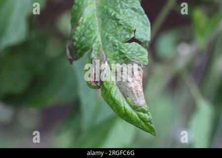 Marciume bruno chiamato anche muffa nera o pianto tardivo causato dal fungo Phytophthora infestans sul pomodoro in un giardino domestico. Foto Stock