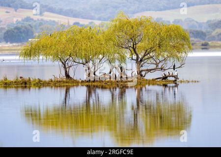 Un boschetto di salici piangenti ai margini della diga di Khancoban con un gregge di piccoli cormorani Pied che vagano tranquillamente sotto la tettoia dei salici. Foto Stock