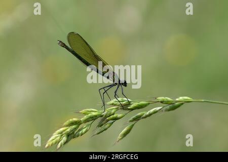 La demoiselle con bande è una specie di damselfly eurasiatica appartenente alla famiglia dei Calopterygidae. Si trova lungo corsi d'acqua e fiumi che scorrono lentamente. Foto Stock