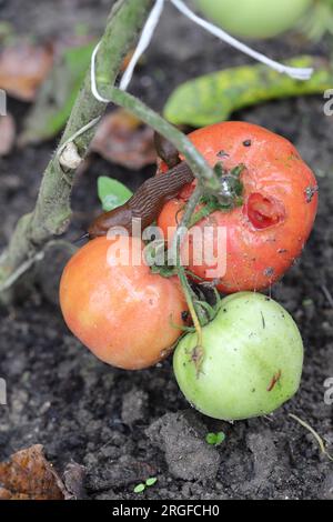 Una lumaca senza guscio, una lumaca (lumaca spagnola o lusitana, Arion lusitanicus) che mangia un pomodoro rosso in un giardino domestico. Foto Stock