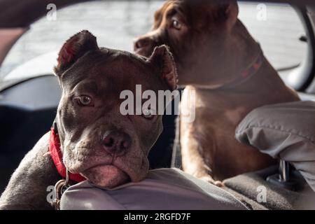 Due cuccioli bulli americani nel bagagliaio di una macchina. Trasporto di cani domestici. Viaggio in famiglia con animali domestici Foto Stock