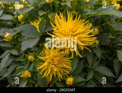 Dahlia Cactus Yellow Star, una dahlia magnifica e accattivante con ricchi fiori di giallo burroso. Fiori per giardini, parchi, balconi, terrazze, r Foto Stock