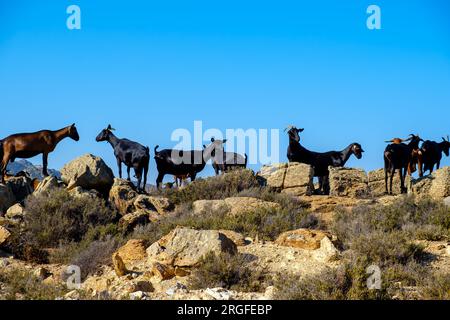 Vista di varie capre sull'isola di iOS Grecia Foto Stock