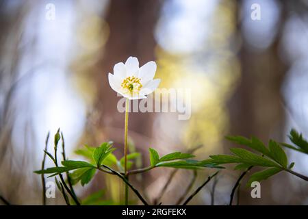 primo piano di anemone di legno in una foresta. Foto Stock