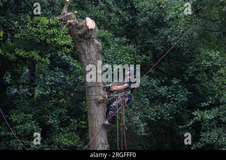 Chirurgo arboricolo, che utilizza funi di sicurezza e linee guida, abbattendo alberi nel Regno Unito Foto Stock