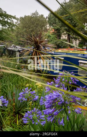 Londra, Regno Unito: Fiori viola a Blomberg Road Moorings on Regent's Canal a Londra, parte dell'area conosciuta come Little Venice. Case galleggianti dietro. Foto Stock