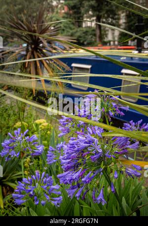 Londra, Regno Unito: Fiori viola a Blomberg Road Moorings on Regent's Canal a Londra, parte dell'area conosciuta come Little Venice. Case galleggianti dietro. Foto Stock