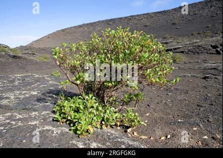 Vinagrera o calcosa (Rumex lunaria) è un arbusto endemico delle isole Canarie. Questa foto è stata scattata a Lanzarote, Isole Canarie, Spagna. Foto Stock