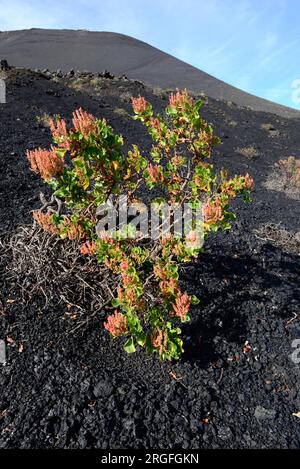 Vinagrera o calcosa (Rumex lunaria) è un arbusto endemico delle isole Canarie. Questa foto è stata scattata sul vulcano Teneguia, sull'isola di la Palma, sulle isole Canarie, Foto Stock