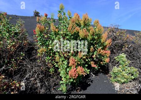 Vinagrera o calcosa (Rumex lunaria) è un arbusto endemico delle isole Canarie. Questa foto è stata scattata sul vulcano Teneguia, sull'isola di la Palma, sulle isole Canarie, Foto Stock