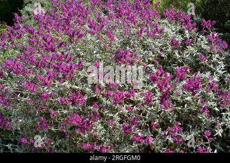 Salvia canaria, salvia morisca, garitopa o salvia canariensis è un arbusto endemico delle isole Canarie. Foto Stock