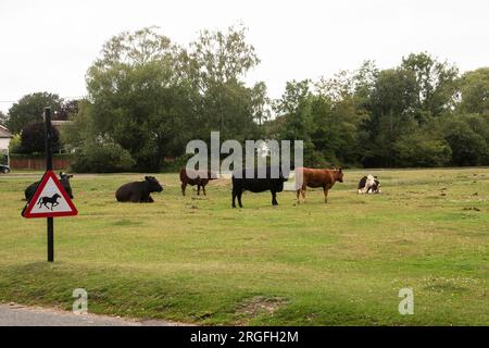 Mandria di mucche nella New Forest, Waters Green, Brockenhurst Foto Stock