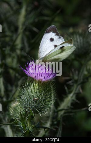 Grande farfalla bianca su un viola thistle Foto Stock