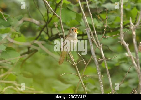 Nightingale, Luscinia megarhynchos - uomo adulto che canta la riserva nazionale di Caroux-Espinouse, Francia Foto Stock