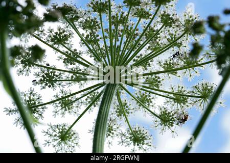 Grandangolo naturale verso l'alto sull'ombrello come fiori bianchi di pastinaca di mucca, Heracleum Sphondylium, contro un cielo grigio Foto Stock