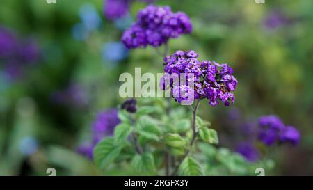 Fiori di eliotropio viola in fiore in un giardino estivo. Foto Stock