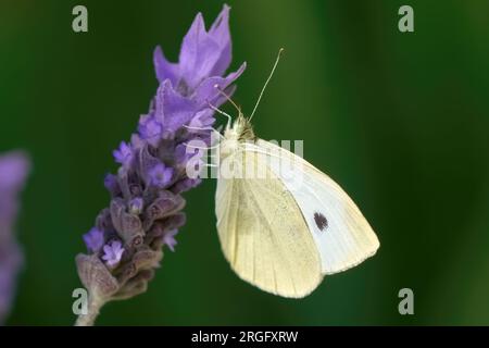 Primo piano della farfalla bianca di cavolo (Pieris rapae) su un fiore di lavanda viola Foto Stock