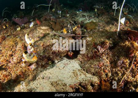 Gamberi Peacock mantis sul fondo marino di Raja Ampat. Odontodactylus scyllarus durante l'immersione in Indonesia. Shrims con tenaglie veloci si nascondono sul corallo. Foto Stock