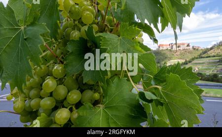 Friburgo, Germania. 9 agosto 2023. Le uve maturano su una vite nei pressi del castello di Neuenburg (r) a Friburgo. Con i suoi vigneti e numerosi castelli, la regione nel sud della Sassonia-Anhalt è un'attrazione turistica particolarmente popolare tra i vacanzieri durante i mesi estivi. Credito: Hendrik Schmidt/dpa/Alamy Live News Foto Stock