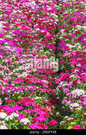 Letto di Dianthus Barbatus, chiamato dolce Guglielmo, fiori di colore rosa, viola e bianco, verticale Foto Stock