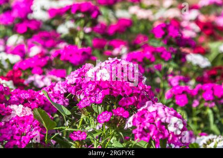 Letto di Dianthus Barbatus, chiamato dolce William, fiori nei colori rosa, viola e bianco, primo piano Foto Stock