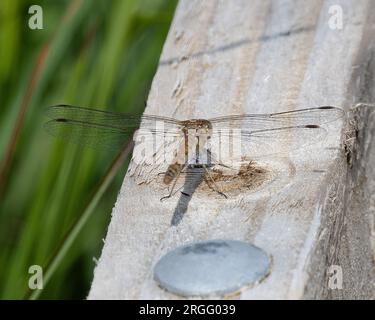 Brown Hawker libellula a riposo Foto Stock