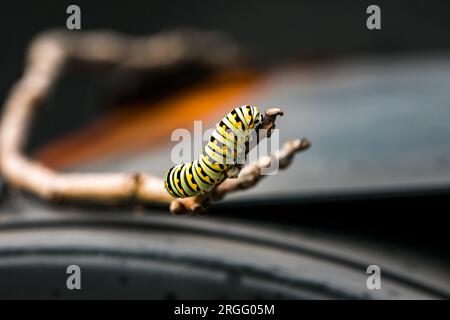 Un singolo caterPillars monarca Danaus plexippus su una pianta all'aperto in estate Foto Stock