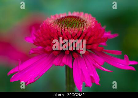 Coneflower estivo / Echinacea , deliziosa varietà di caramelle. . Foto Stock