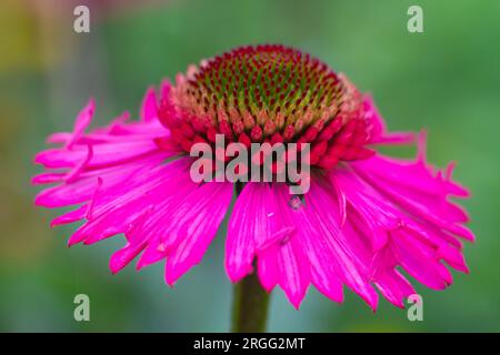 Coneflower estivo / Echinacea , deliziosa varietà di caramelle. . Foto Stock