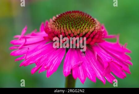 Coneflower estivo / Echinacea , deliziosa varietà di caramelle. . Foto Stock