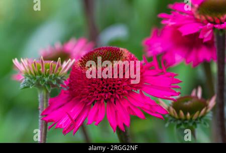 Coneflower estivo / Echinacea , deliziosa varietà di caramelle. . Foto Stock