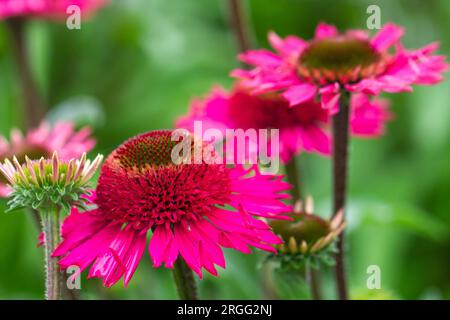 Coneflower estivo / Echinacea , deliziosa varietà di caramelle. . Foto Stock