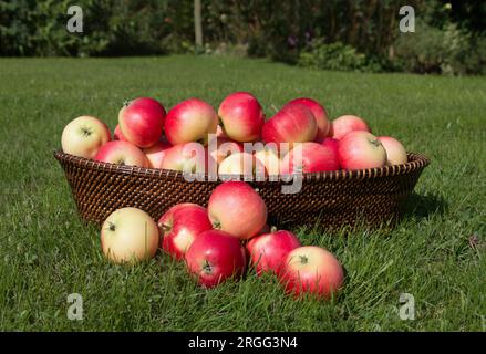 Un raccolto estivo di mele rosse mature Discovery che mangiano mele, Malus domestica, frutta di mele, traboccante da un cestino di vimini su erba verde Foto Stock