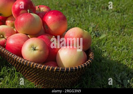 Discovery rossa matura che mangia mele, Malus domestica, frutta di mela raccolta estiva, in un cesto di vimini su erba verde, vista ravvicinata Foto Stock