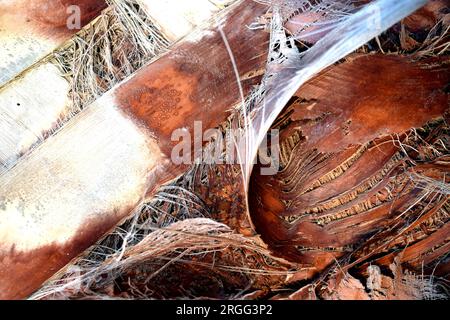 Primo piano di forme e trame di tronchi di palma marroni e bianchi, arte in natura, Tenerife, Isole Canarie, Spagna Foto Stock