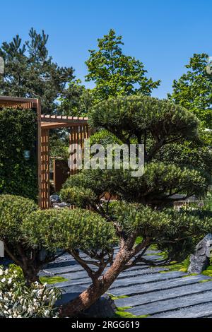 Giardino giapponese con sentiero in ardesia con pacciame di corteccia, piante autoctone e patio in legno. Concezione paesaggistica e giardinaggio. Verticale. Foto Stock