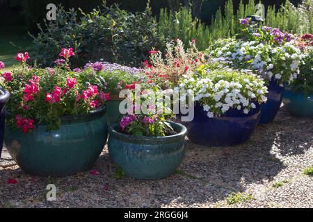 Fiori che crescono in vasi smaltati in ceramica Foto Stock