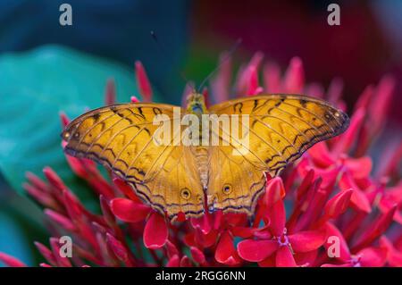 Malay Cruiser Butterfly, maschio, sorseggiando nettare di fiori. Butterfly House del Pacific Science Center, Seattle, Washington. Foto Stock