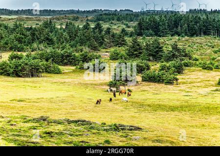 Colline e pendii sulla spiaggia di Svinkloes a Thy, Danimarca Foto Stock