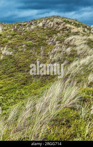 Colline e pendii sulla spiaggia di Svinkloes a Thy, Danimarca Foto Stock