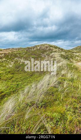 Colline e pendii sulla spiaggia di Svinkloes a Thy, Danimarca Foto Stock