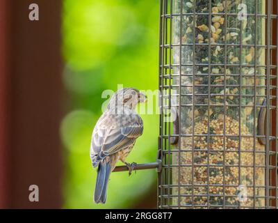 Ripresa ravvicinata di House Finch in Oklahoma Foto Stock