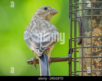 Ripresa ravvicinata di House Finch in Oklahoma Foto Stock