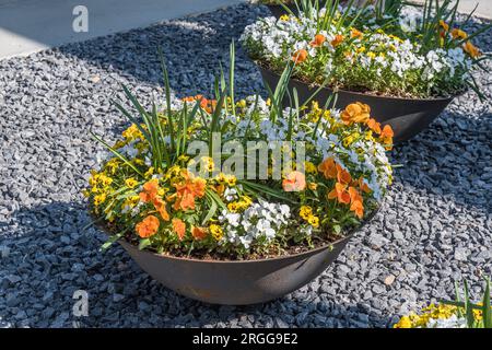 Bellissime piante colorate in vaso e fiori, pansies, in un grande vaso di fiori in gres per il balcone, il patio o la terrazza Foto Stock