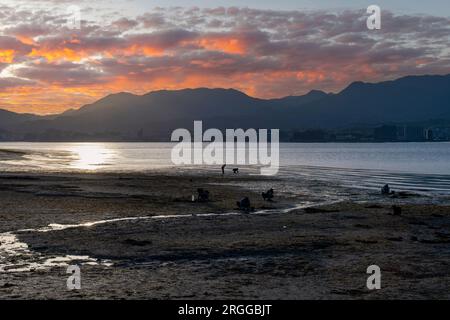 Vista panoramica sulla costa dell'isola di Miyajima (Itsukushima), Giappone durante la bassa marea e il tramonto mentre la gente sta scavando per le vongole con il cielo nuvoloso Foto Stock