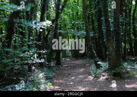 Whitleigh Wood Woodland Trust Devon Foto Stock